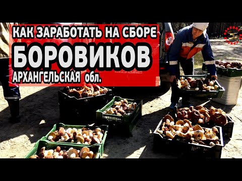 Видео: Волна боровиков, Архангельская область, или как заработать на белых грибах