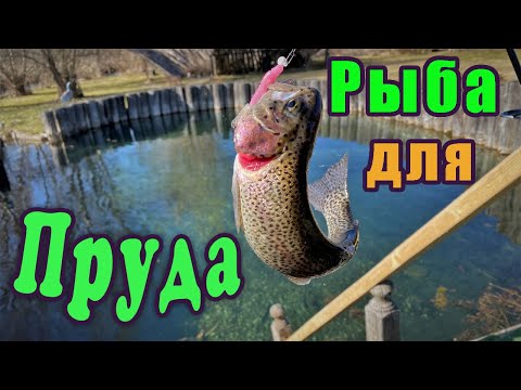 Видео: Рыба для пруда. Форель радужная.