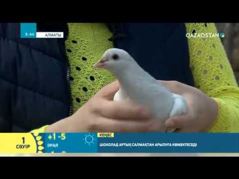 Видео: Құс күтімі, құс асырайтын жандар