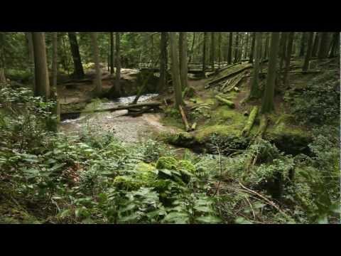 Видео: Баба Нам Кевалам. Baba Nam Kevalam. Всё есть Любовь