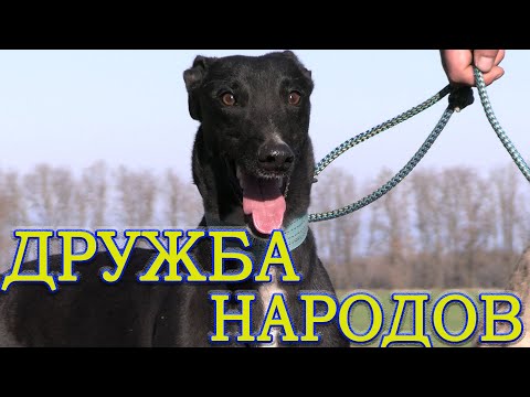 Видео: ДРУЖБА НАРОДОВ ч1  Состязания борзых 28 11 2020г
