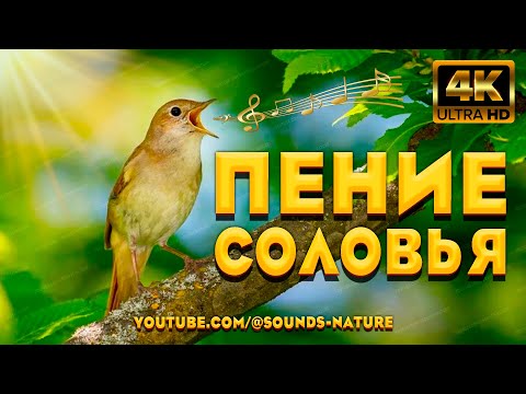 Видео: Пение Соловья - Это Ключ К Вашему Отличному Настроению И Заряд Положительной Энергии. Звуки Природы.