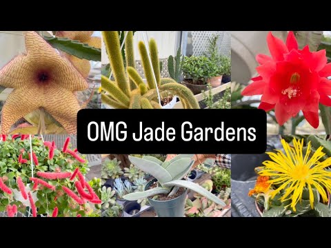 Видео: Эти цены на растения в Jade Gardens лишат вас дара речи 😮