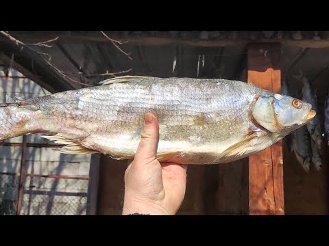 Видео: Теперь солю только так! 50 кг жереха за раз👌