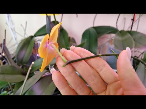 Видео: Хотите ПЫШНОГО ЦВЕТЕНИЯ орхидей?! Раздражающие палки.