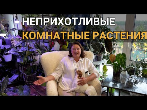 Видео: 5 НЕПРИХОТЛИВЫХ комнатных РАСТЕНИЙ | Неприхотливые комнатные растения  | Простые растения для дома