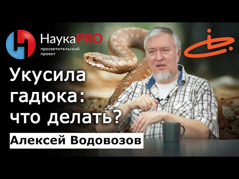 Видео: Укус гадюки: последствия от яда и первая помощь – Алексей Водовозов | Научпоп | Лекции по медицине