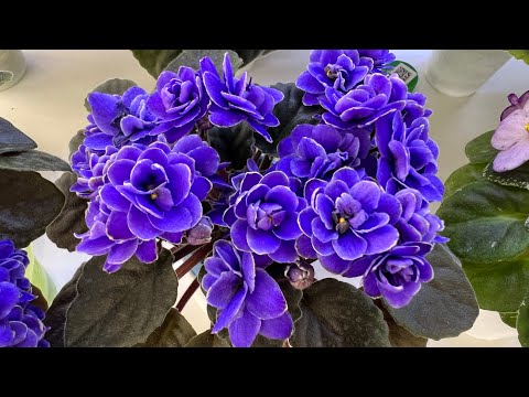 Видео: Фиалки к Дню Матери