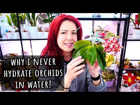 Видео: Что лучше увлажняет орхидеи: водный раствор или влажный сфагнум? И многое другое! Вопросы и ответ...