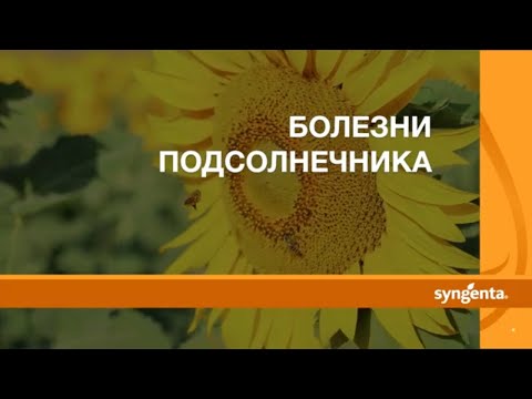 Видео: БОЛЕЗНИ ПОДСОЛНЕНИКА 🌻🌻🌻