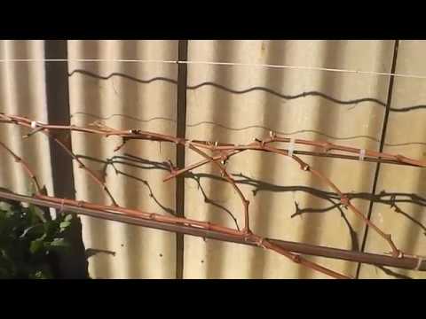 Видео: Обрезка молодого винограда. Пример обрезки кордона