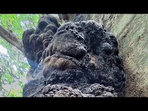 Видео: Ґоа. Арамболь. Прогулянка.