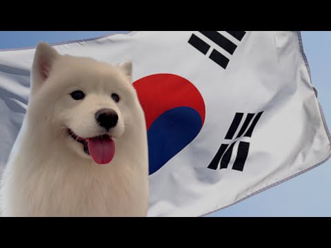 Видео: Прощай Канаду, Привет Корея