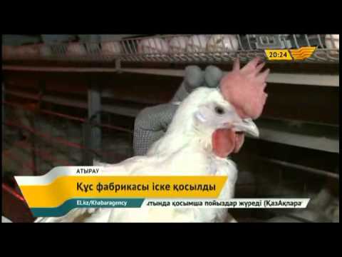 Видео: 680 миллион теңге тұратын «Алмалы-құс» құс фабрикасы іске қосылды