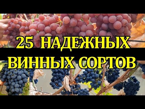 Видео: 25 НАДЕЖНЫХ ВИННЫХ СОРТОВ ВИНОГРАДА, НЕ УКРЫВНЫЕ, УСТОЙЧИВЫЕ /WINE VARIETIES