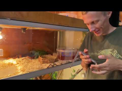 Видео: Малыши радужного удава:сколько родилось? Забираем у мамы.