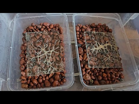 Видео: Нематода и гриндаль (краткая заметка)