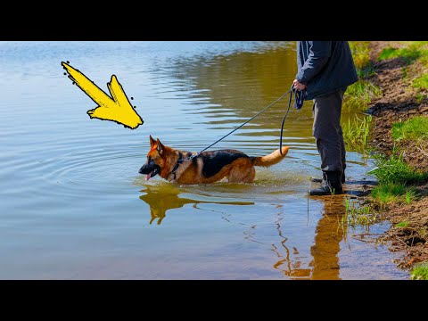 Видео: Плачущая собака внезапно утаскивает хозяина в воду. То, что он увидел в озере, Шокирует!