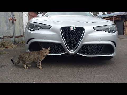 Видео: Save QV #9: Распаковка запчастей, сплиттер, карбон, диски (Alfa Romeo Giulia Quadrifoglio ремонт)