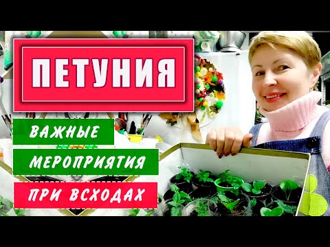 Видео: ПЕТУНИЯ всходы первые важные  мероприятия