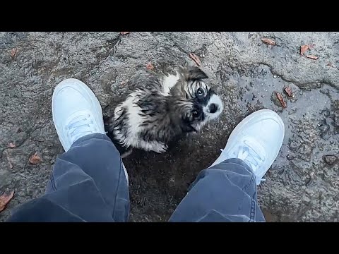 Видео: Мне холодно и голодно, можете взять меня домой?