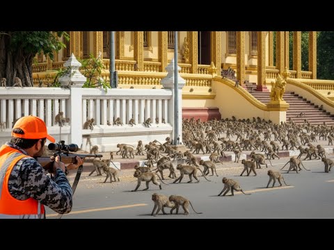 Видео: Как американские охотники и фермеры справляются с миллионами инвазивных обезьян и диких гусей?