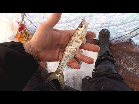 Видео: Как Ловить Ельца в Глухозимье! Рыбалка на р.Томь!