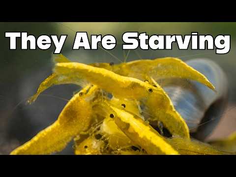 Видео: САМЫЙ важный аспект разведения креветок – вишневые креветки