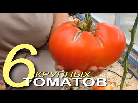 Видео: Очень вкусные, мясистые, крупноплодные помидоры! Советы от ЗЕЛЕНОГО ОГОРОДА!