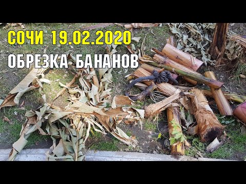 Видео: СОЧИ: обрезка бананов | Субтропический рай в отдельно взятом городе
