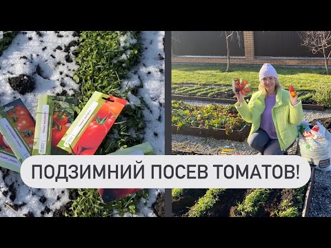 Видео: ПОДЗИМНИЙ ПОСЕВ ТОМАТОВ ! И других овощей!