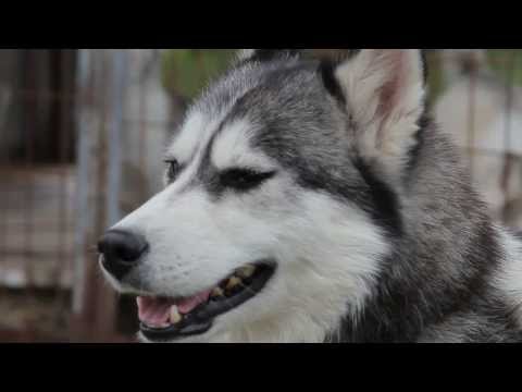 Видео: Все О Домашних Животных: Голубоглазые Хаски