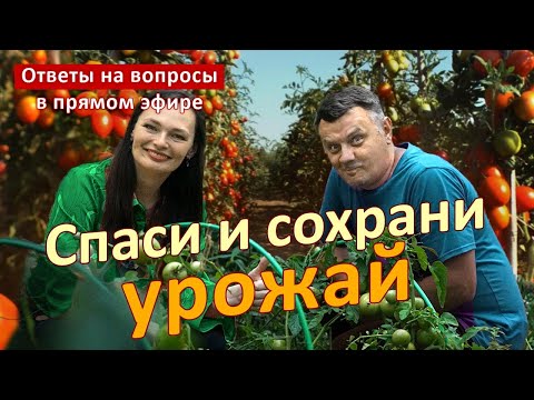 Видео: Киньте это в лунку при посадке ДАЧНИКИ В ВОСТОРГЕ!