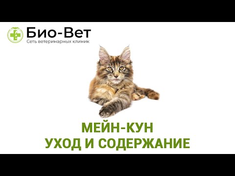 Видео: Мейн-кун. Уход и содержание