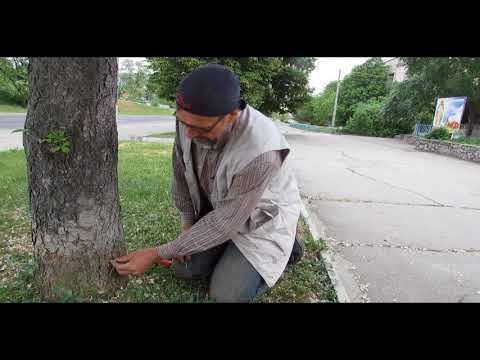 Видео: Минирующая моль инъекции каштанов