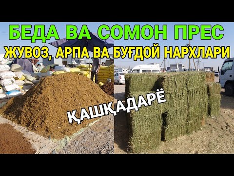 Видео: БЕДА, СОМОН ВА ЯНТОҚ НАРХЛАРИ. ЖУВОЗ, АРПА ВА БУҒДОЙ НАРХЛАРИ. 26-СЕНТАБР ҚАШҚАДАРЁ ҚАМАШИ 2025-ЙИЛ