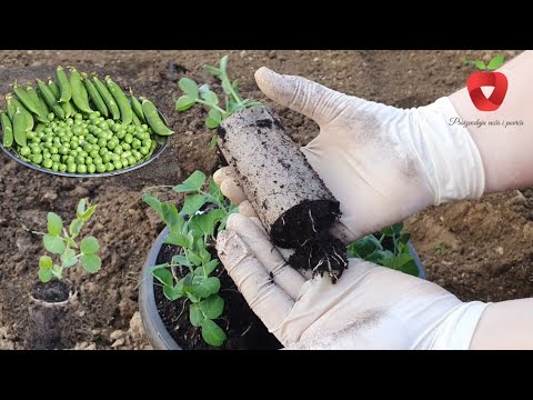 Видео: Вы должны это попробовать - Посев гороха таким способом приносит ранние и обильные урожаи