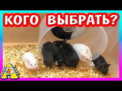 Видео: ВЫБИРАЕМ ХОМЯКА / ГДЕ купить ХОМЯЧАТ от Пепси? / Хомки Кэмпбелла / Alisa Easy Pets