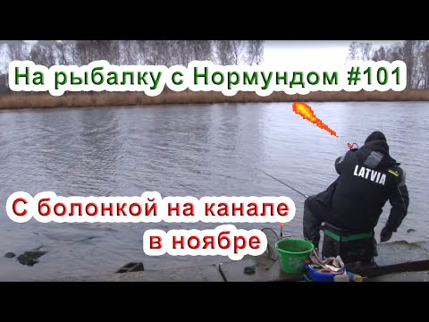 Видео: С болонкой на канале в ноябре. На рыбалку с Нормундом #101