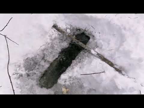 Видео: Охота на бобра 2022г. Проверка капканов.