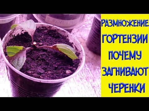 Видео: Размножение гортензии. Почему загнивают черенки?