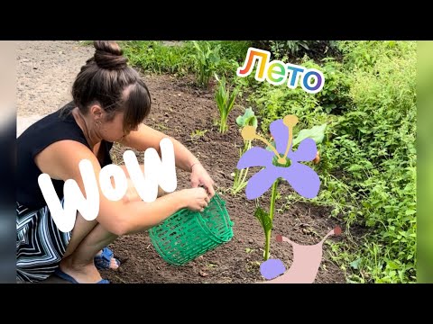 Видео: Утренняя рутина/прополка цветов/сад и огород/morning routine/weeding flowers/garden
