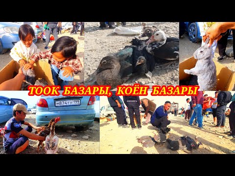 Видео: Дакандар, коён, өрдөк, чөжөлөр баалары. Каналга ПОДПИСАТЬСЯ болуп колдоп коюңуздар. #тоок #базар #kg