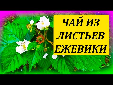 Видео: Как сделать ЧАЙ из листьев ЕЖЕВИКИ. Чай из листьев ежевики от давления. Ежевичный чай от гипертонии.