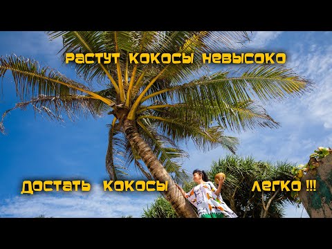 Видео: КОКОС три удара /Шри Ланка