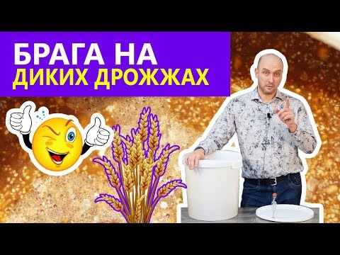 Видео: Брага без дрожжей? Это брага на диких дрожжах пшеницы!