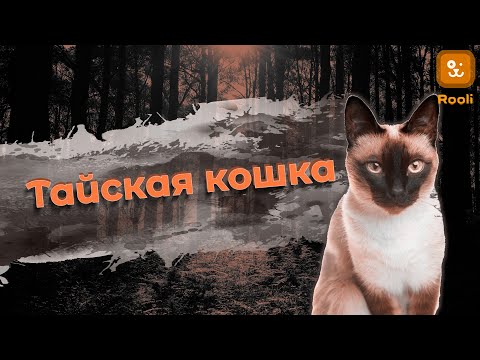 Видео: Тайские кошки: откройте для себя удивительный характер породы