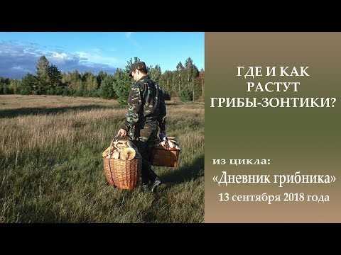 Видео: Где и как растут зонтики?  Дневник грибника 13 сентября 2018 года.