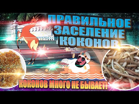 Видео: Как Я Заселяю Коконы