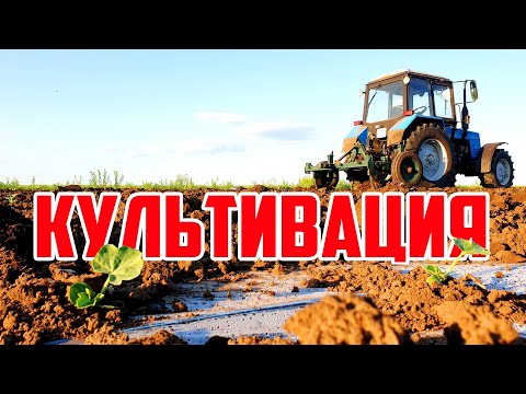 Видео: Культивация междурядий 13 05 20